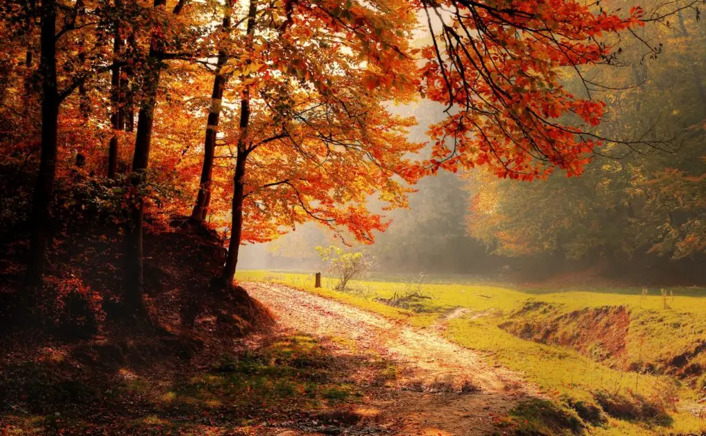 Autumn trees in peaceful park on sunny day